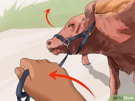 Image titled Halter Train Cattle Step 11