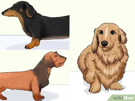 Image titled Identify a Dachshund Step 6