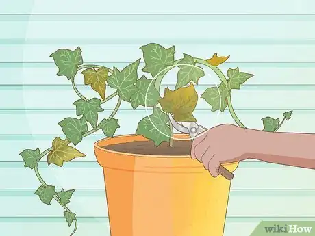 Image titled Grow Ivy from Cuttings Step 19