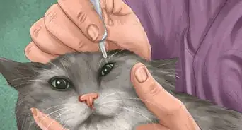 Diagnose Feline Cataracts