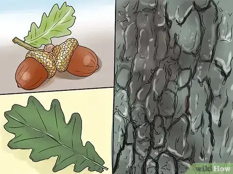 Image titled Identify Oak Leaves Step 1