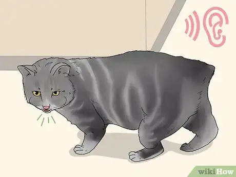 Image titled Identify a Manx Step 10