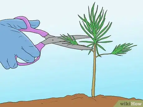 Image titled Grow Pine Trees Step 14