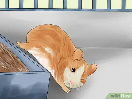 Image titled Determine if Your Hamster Is Blind Step 2