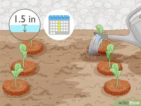 Image titled Grow Poinsettia Step 11