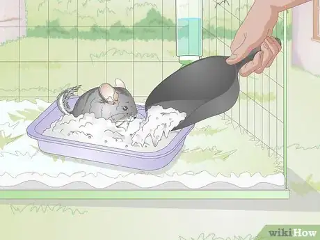 Image titled Buy a Chinchilla Step 13