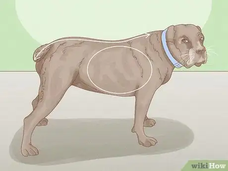 Image titled Get Your Dog to Lose 10 Pounds Step 1