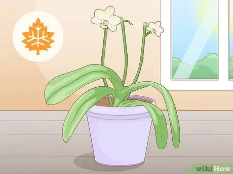 Image titled Get Orchids to Rebloom Step 10