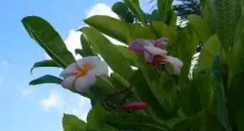 Pick Quality Plumeria Flowers for a Lei