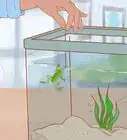 Play with Your African Dwarf Frog