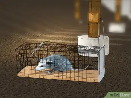 Image titled Get Rid of Possums Step 11