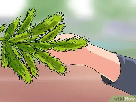 Image titled Identify Spruce Trees Step 3