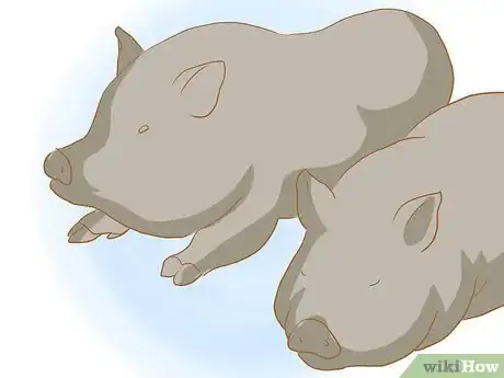 Image titled Breed Pot Bellied Pigs Step 4