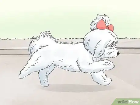 Image titled Identify a Maltese Dog Step 12