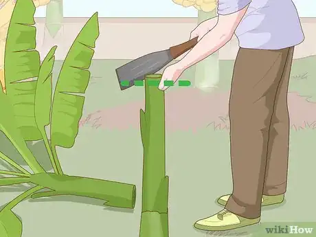 Image titled Grow Banana Plants Step 23