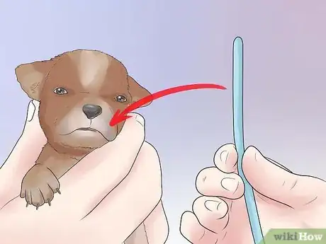 Image titled Tube Feed a Puppy Step 9