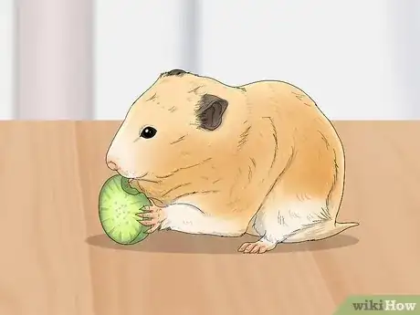 Image titled Perform a Check Up on Your Hamster Step 2