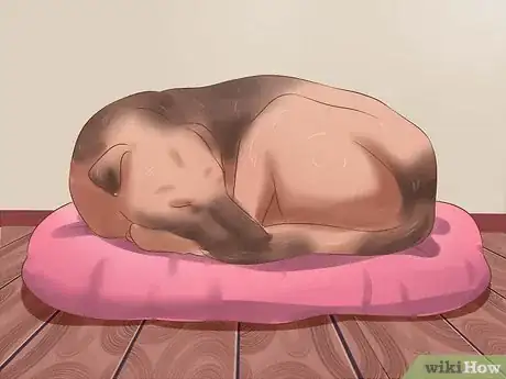 Image titled Stop a Dog from Snoring Step 1