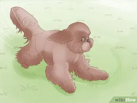 Image titled Identify a Shih Tzu Step 10