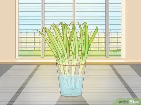 Image titled Grow Onions Indoors Step 17