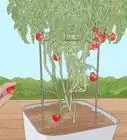 Grow Cherry Tomatoes