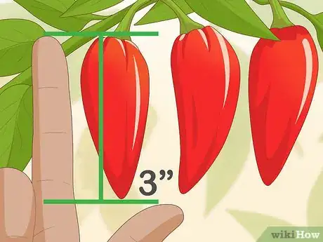 Image titled Grow Ghost Peppers Step 19