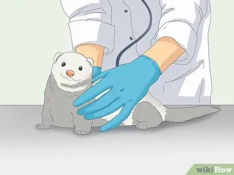 Image titled Reduce Ferret Odor Step 12