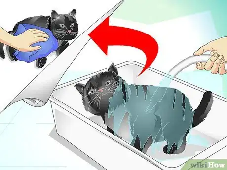 Image titled Care for Your Cat's Coat Step 10