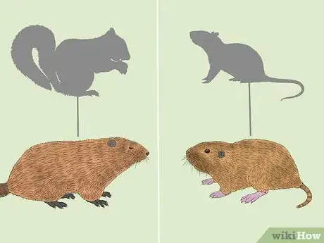 Image titled Gopher vs Groundhog Step 10