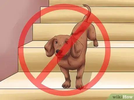 Image titled Diagnose Back Problems in Dachshunds Step 8