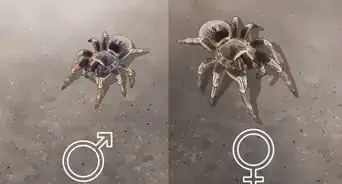 Pick a Pet Tarantula