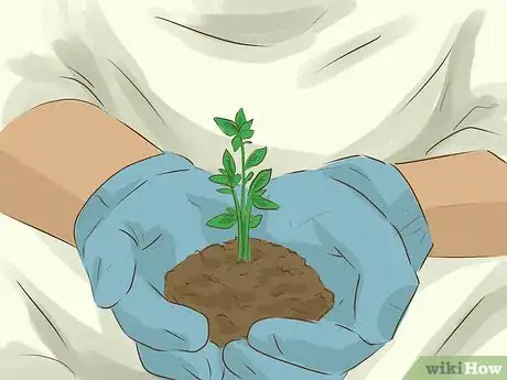 Image titled Plant an Herb Pot Step 5