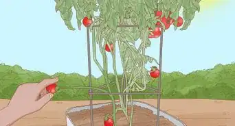 Grow Cherry Tomatoes