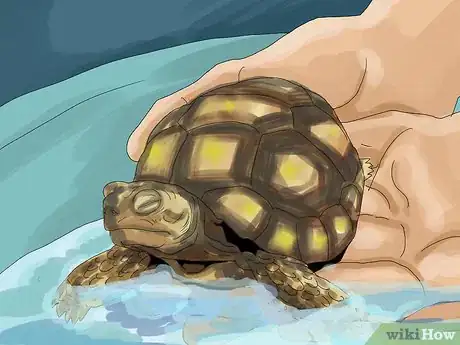 Image titled Care for a Tortoise Step 17