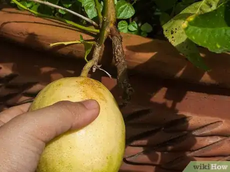 Image titled Ripen Lemons Step 18