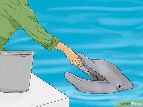 Image titled Become a Dolphin Trainer Step 1