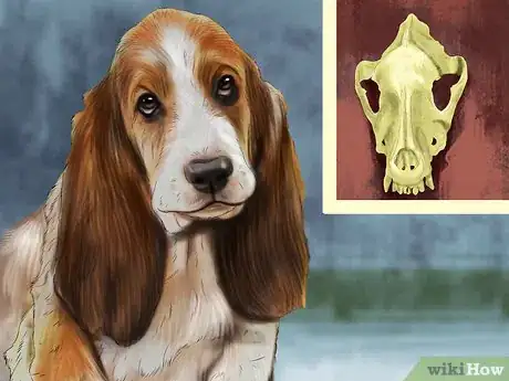 Image titled Identify a Basset Hound Step 2