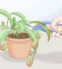 Grow Pitcher Plants