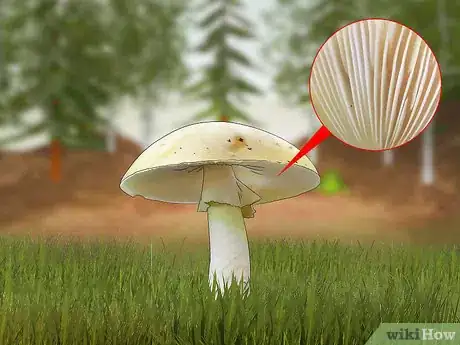 Image titled Identify a Death Cap Mushroom Step 3