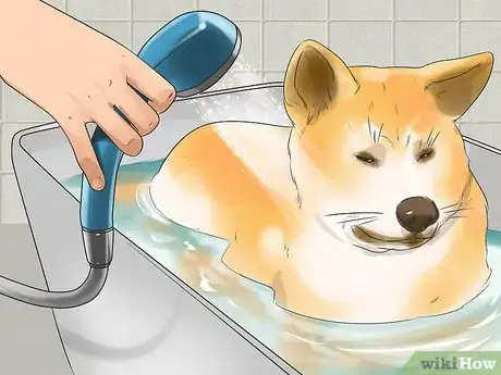 Image titled Care for an Akita Inu Dog Step 6