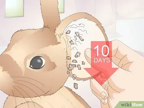 Image titled Prevent Ear Mites in Rabbits Step 11