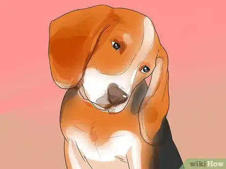 Image titled Diagnose Ear Infections in Beagles Step 4