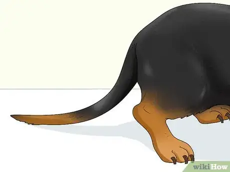 Image titled Identify a Dachshund Step 4