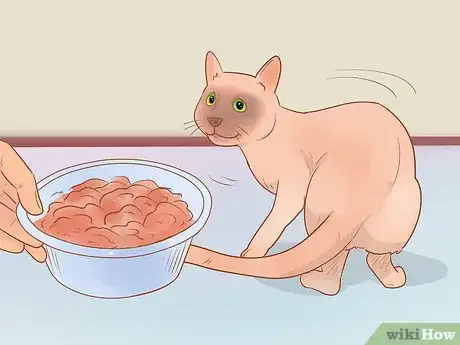 Image titled Know if Your Cat Is Sick Step 4