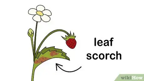 Image titled Identify and Treat Strawberry Diseases Step 6