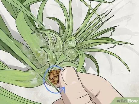 Image titled Propagate Air Plants Step 2