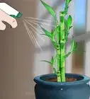 Care for an Indoor Bamboo Plant