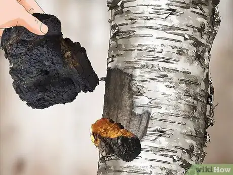 Image titled Harvest Chaga Step 8