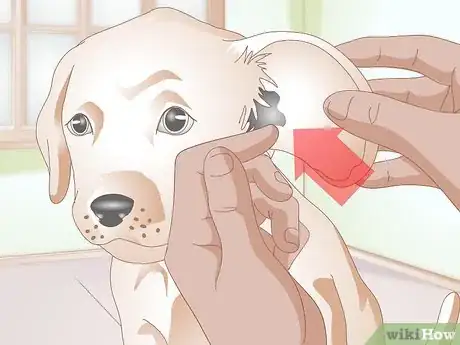 Image titled Clean Puppy Ears Step 10