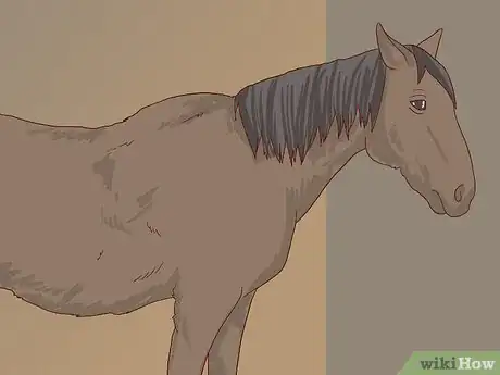 Image titled Diagnose Cushing's Disease in Horses Step 1